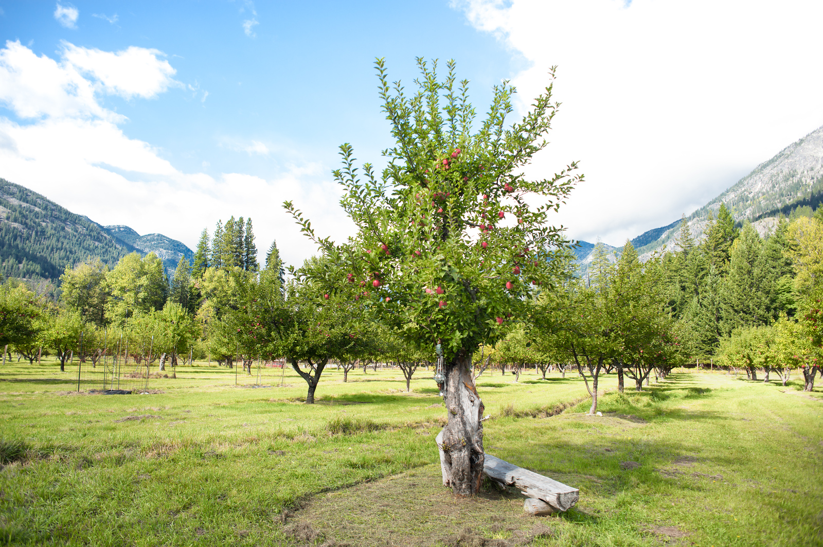 stehekin valley farms