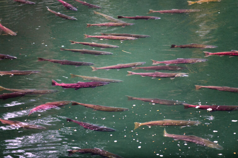 salmon fest 2 768x511