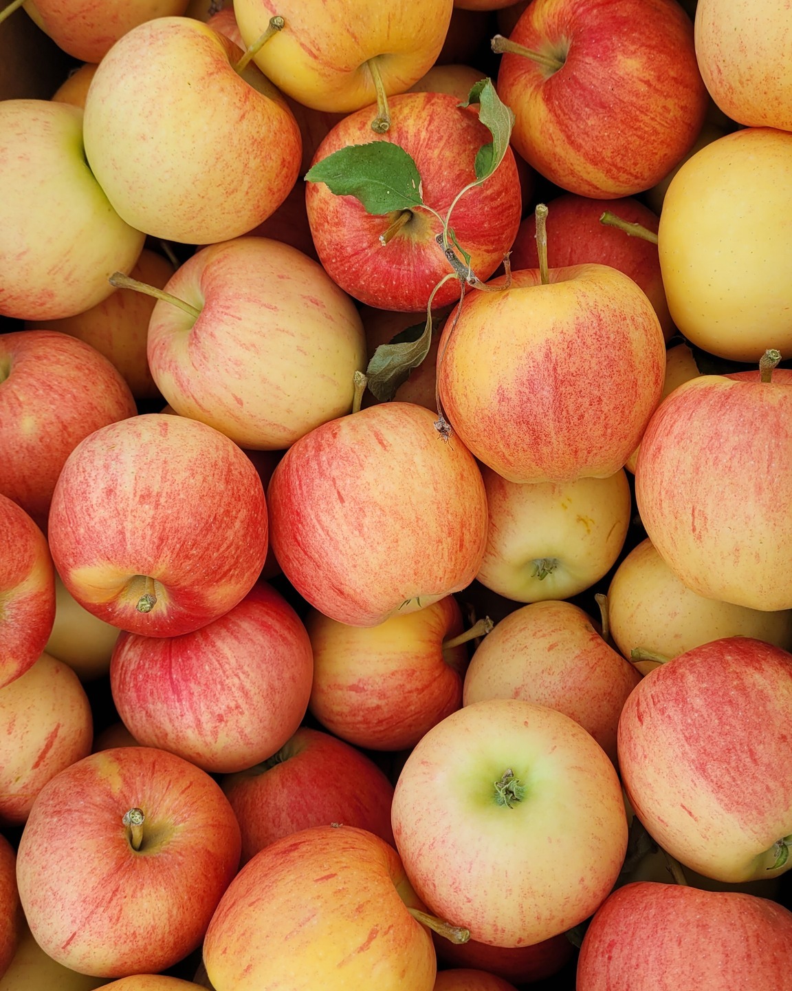 Cashmere Community Farmers Market apples Cashmere Community Farmers Market apples