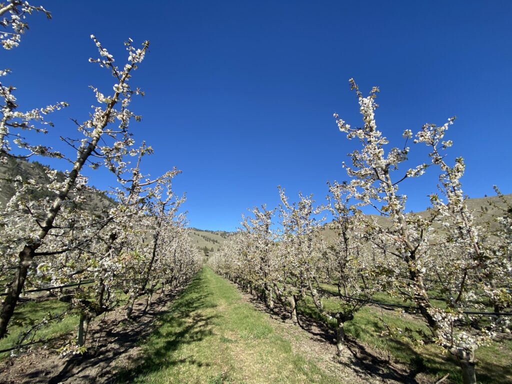Brownfield Orchard Brownfield Orchard