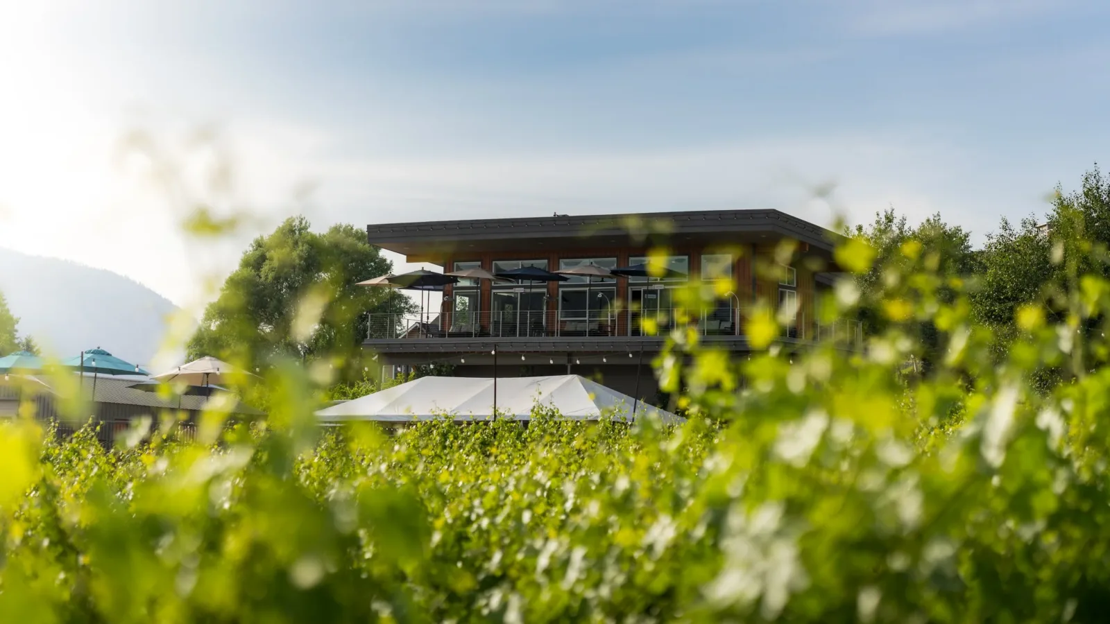 Amos Rome Vineyards Amos Rome Vineyards
