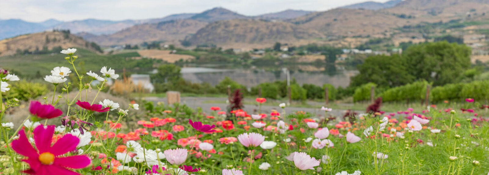 Chelan Valley Farms & Lagrioth Winery Chelan Valley Farms & Lagrioth Winery