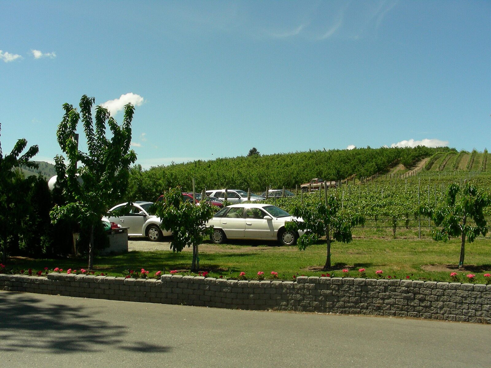 Mellisoni Vineyards Mellisoni Vineyards