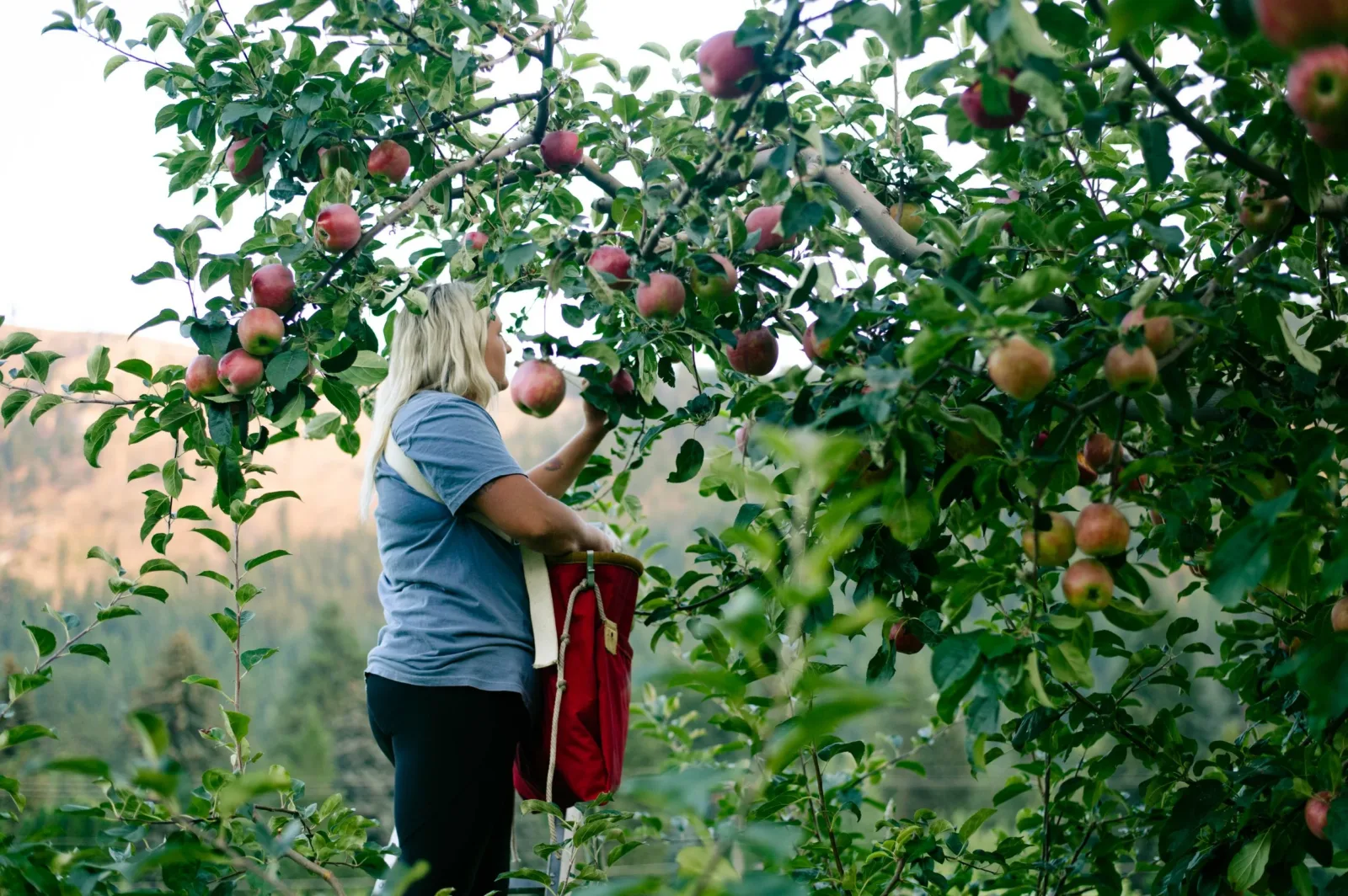 Nicholson’s Orchard Fresh Nicholson’s Orchard Fresh