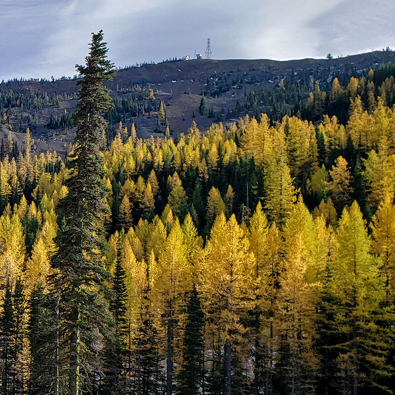 Tamarack Festival at Mission Ridge Tamarack Festival at Mission Ridge