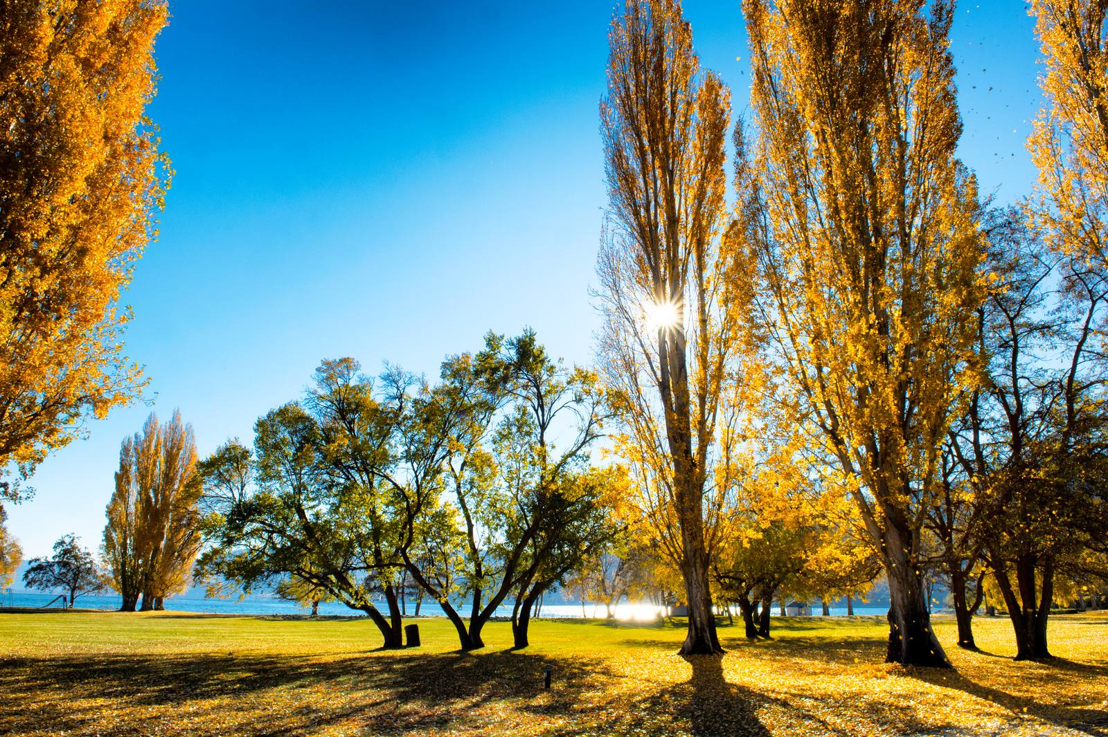 Fall in Chelan Sun flaring through tall golden cottonwoods in a lakeside park on a clear autumn day